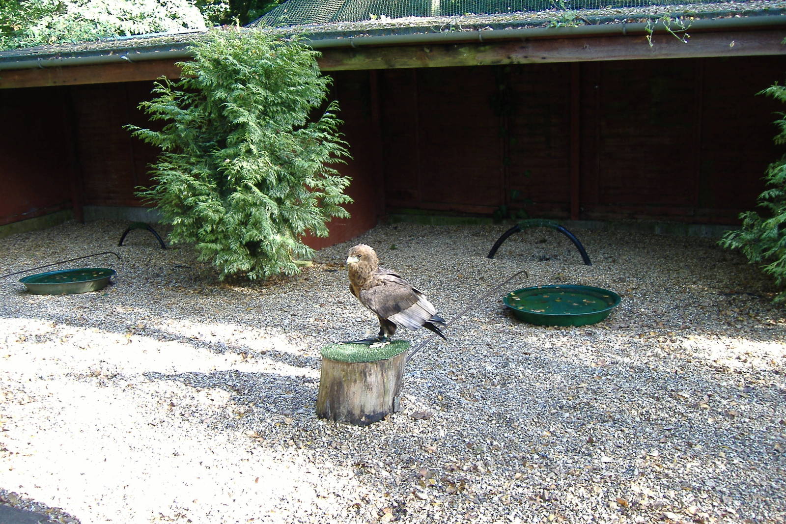 Bateleur eagle at The Hawk Conservancy in Andover, 12 October 2008