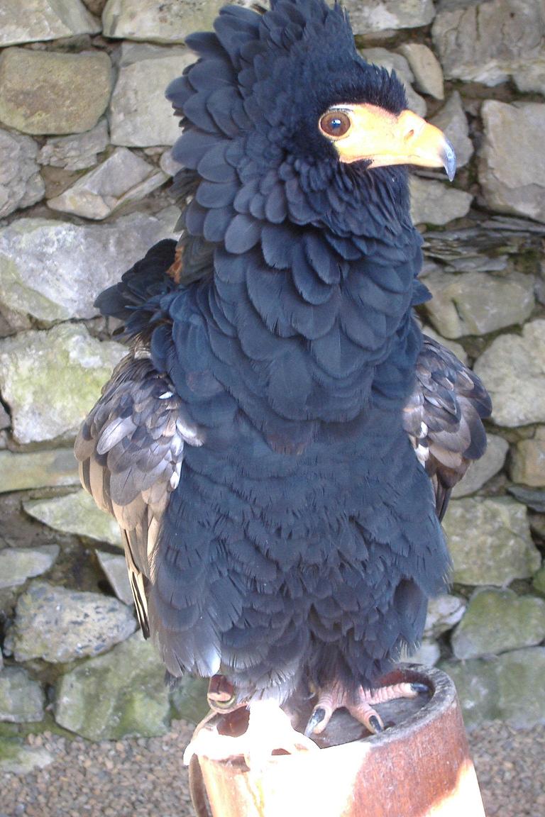 Bateleur Eagle at Yorkshire Dales Falconry