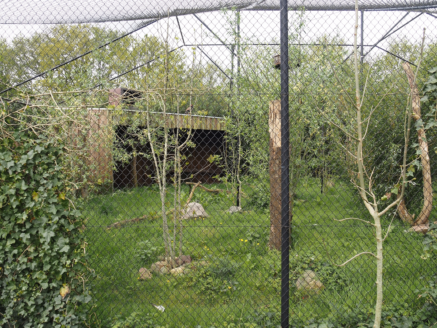 Bateleur eagle aviary, 2024-04-14