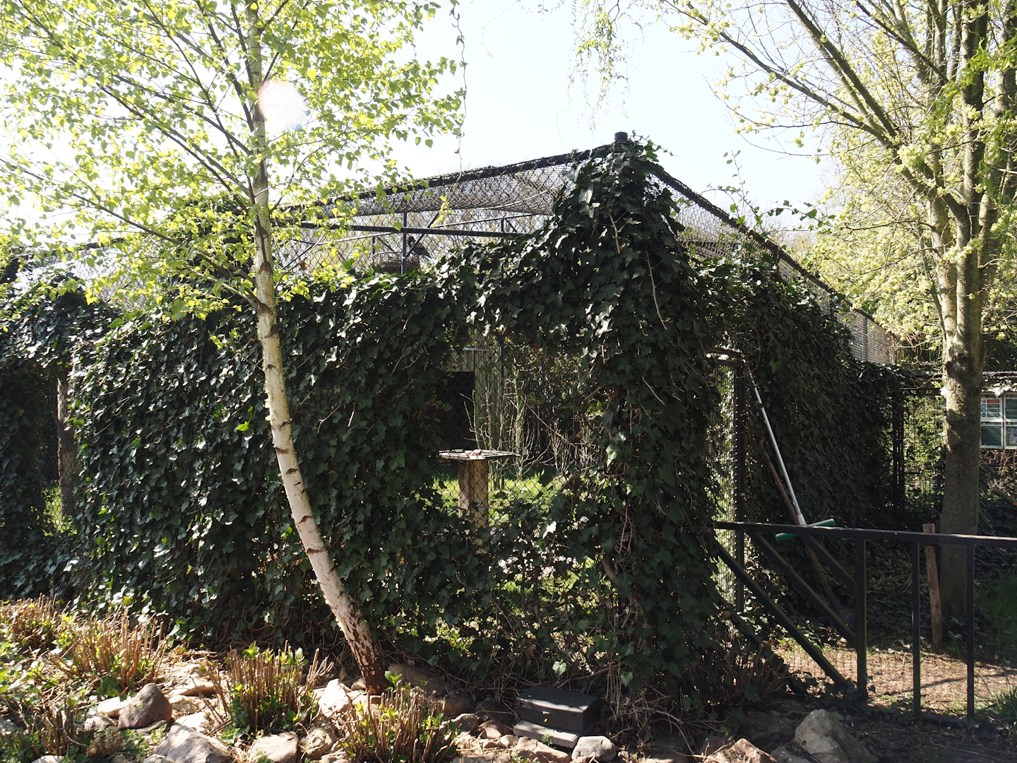 Bateleur eagle aviary, 2025-04-12