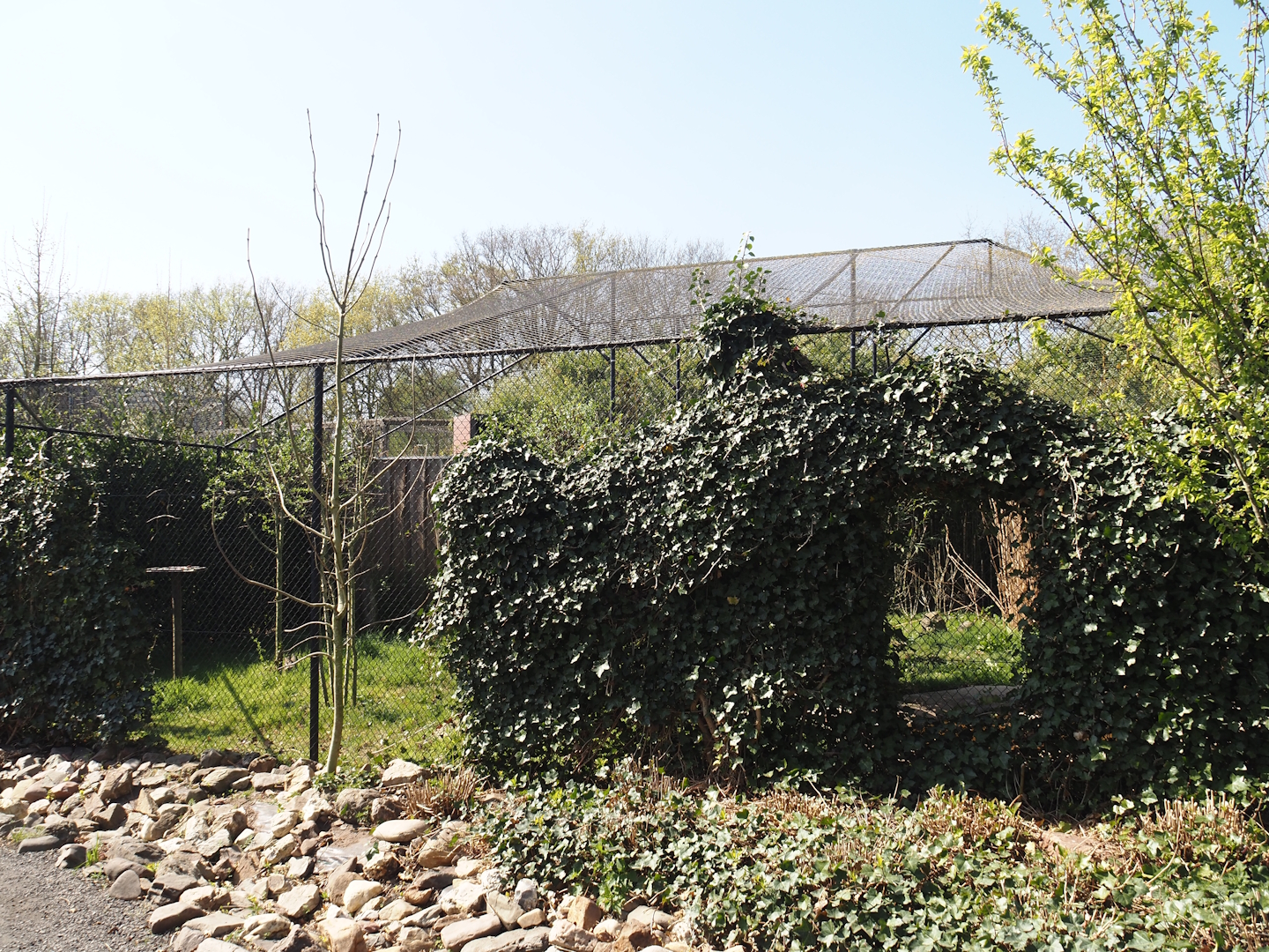 Bateleur eagle aviary, 2025-04-12