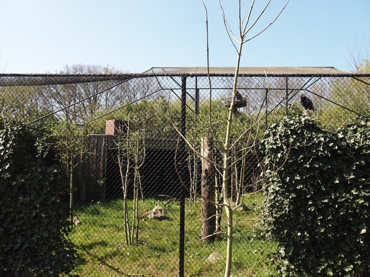 Bateleur eagle aviary, 2025-04-12