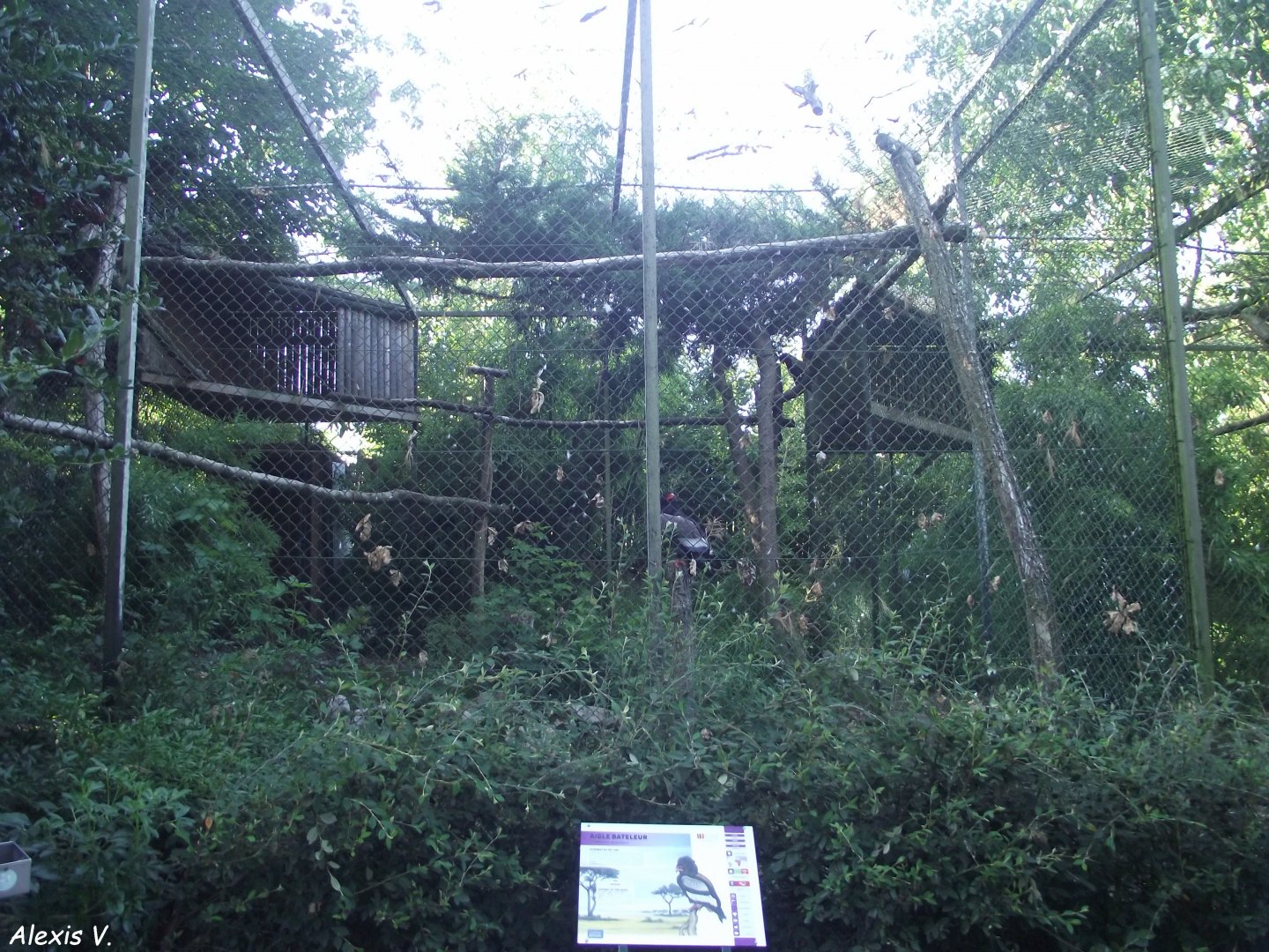 Bateleur Eagle aviary - Zooparc de Beauval, 09/08/2025