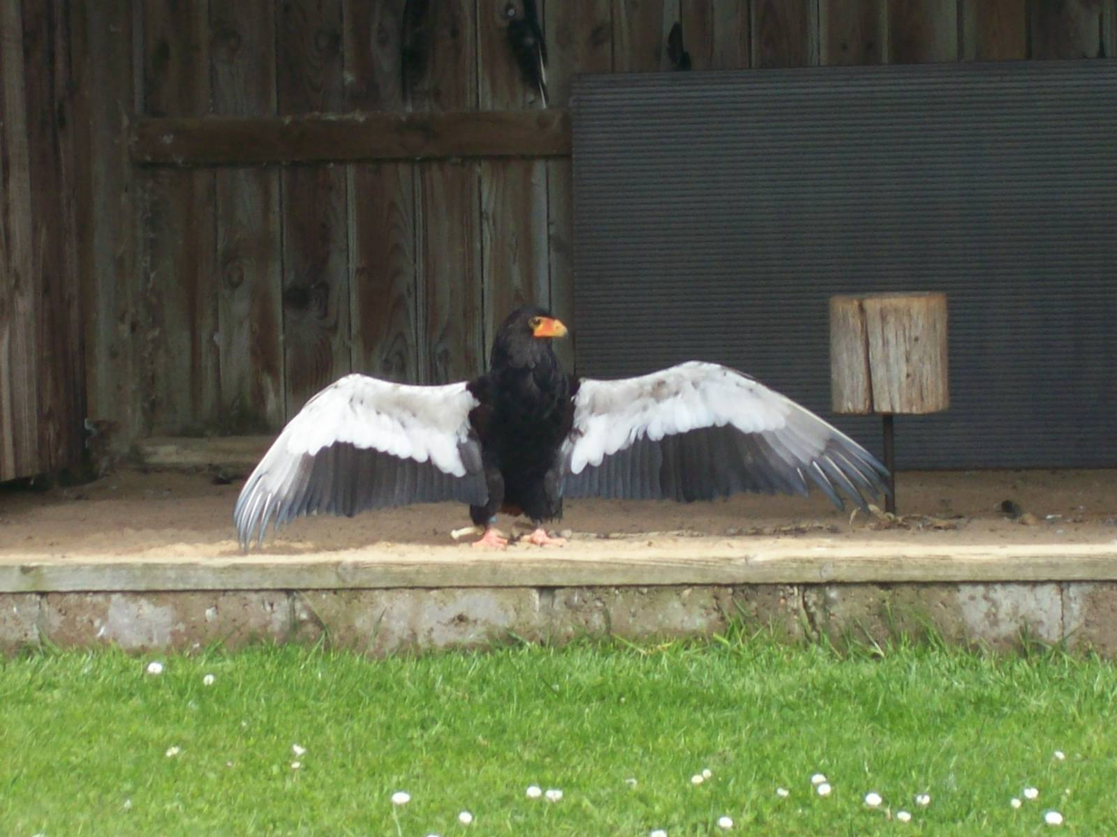 Bateleur eagle displaying