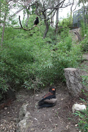 bateleur eagle exhibit - Feb 2012