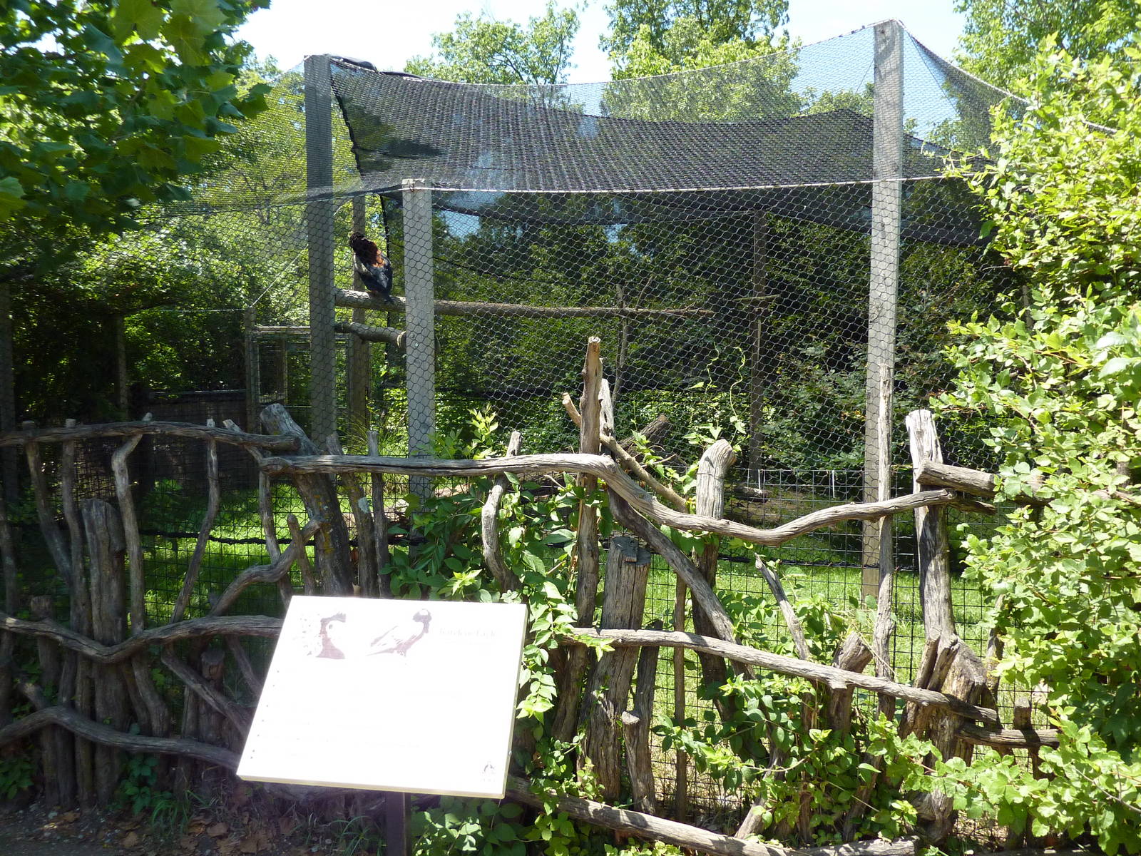 Bateleur Eagle Exhibit