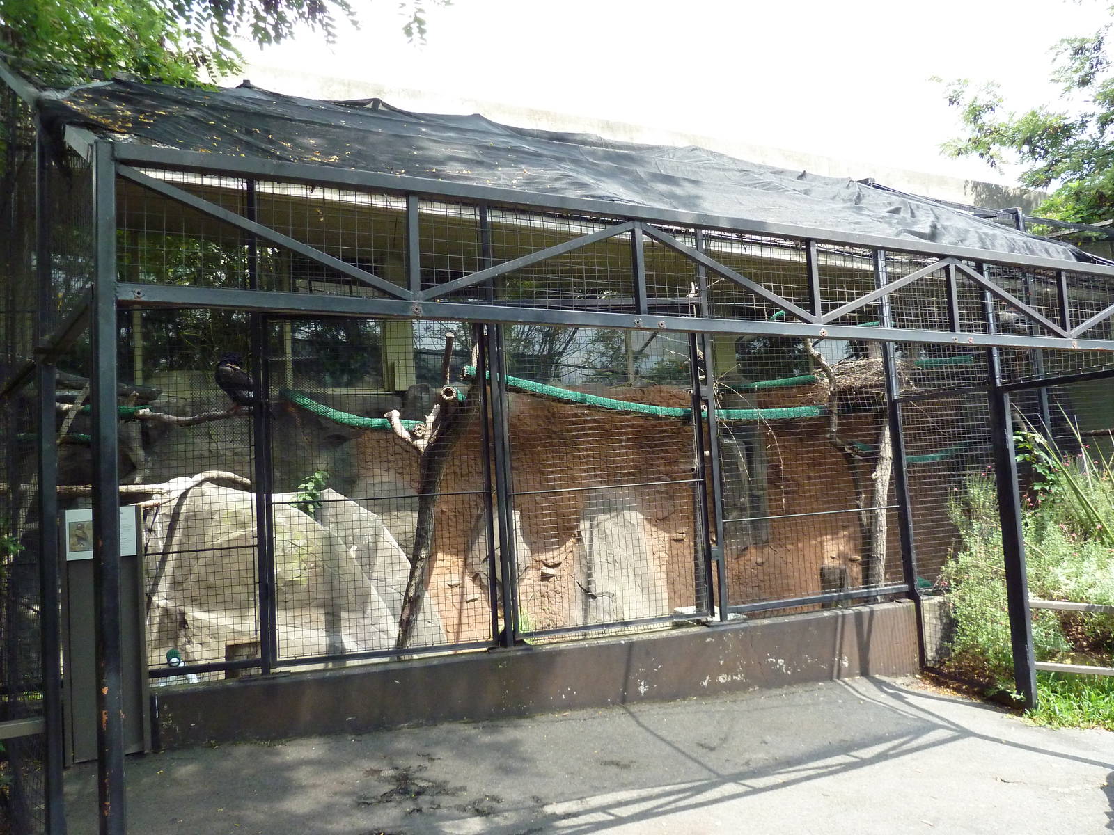 Bateleur Eagle Exhibit