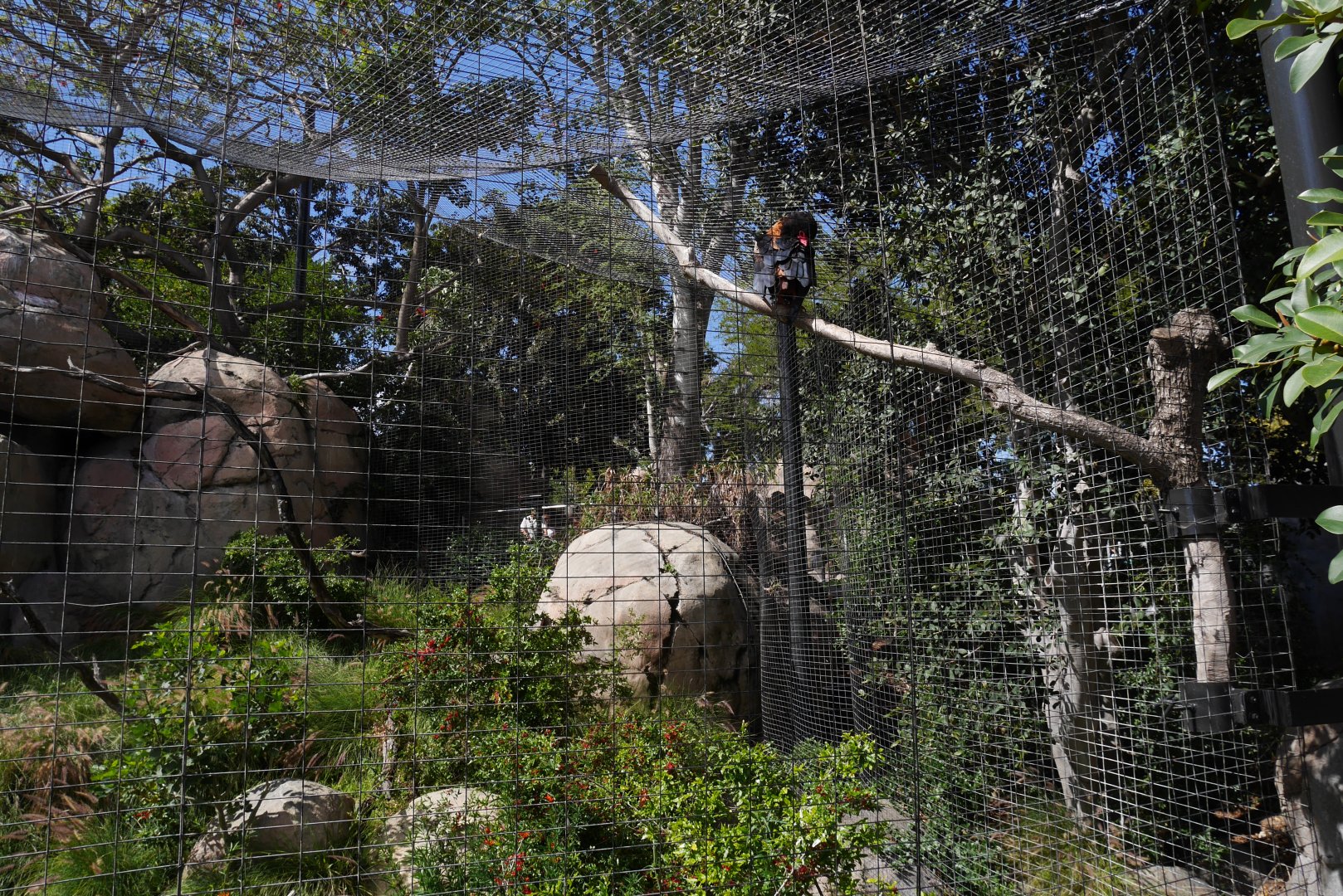 Bateleur Eagle in the Kopje - My First US Zoo Trip