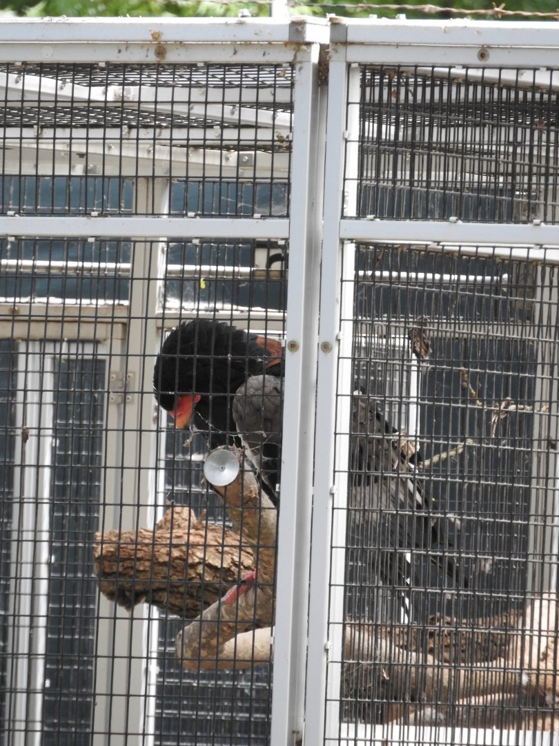 Bateleur Eagle (semi-offshow)