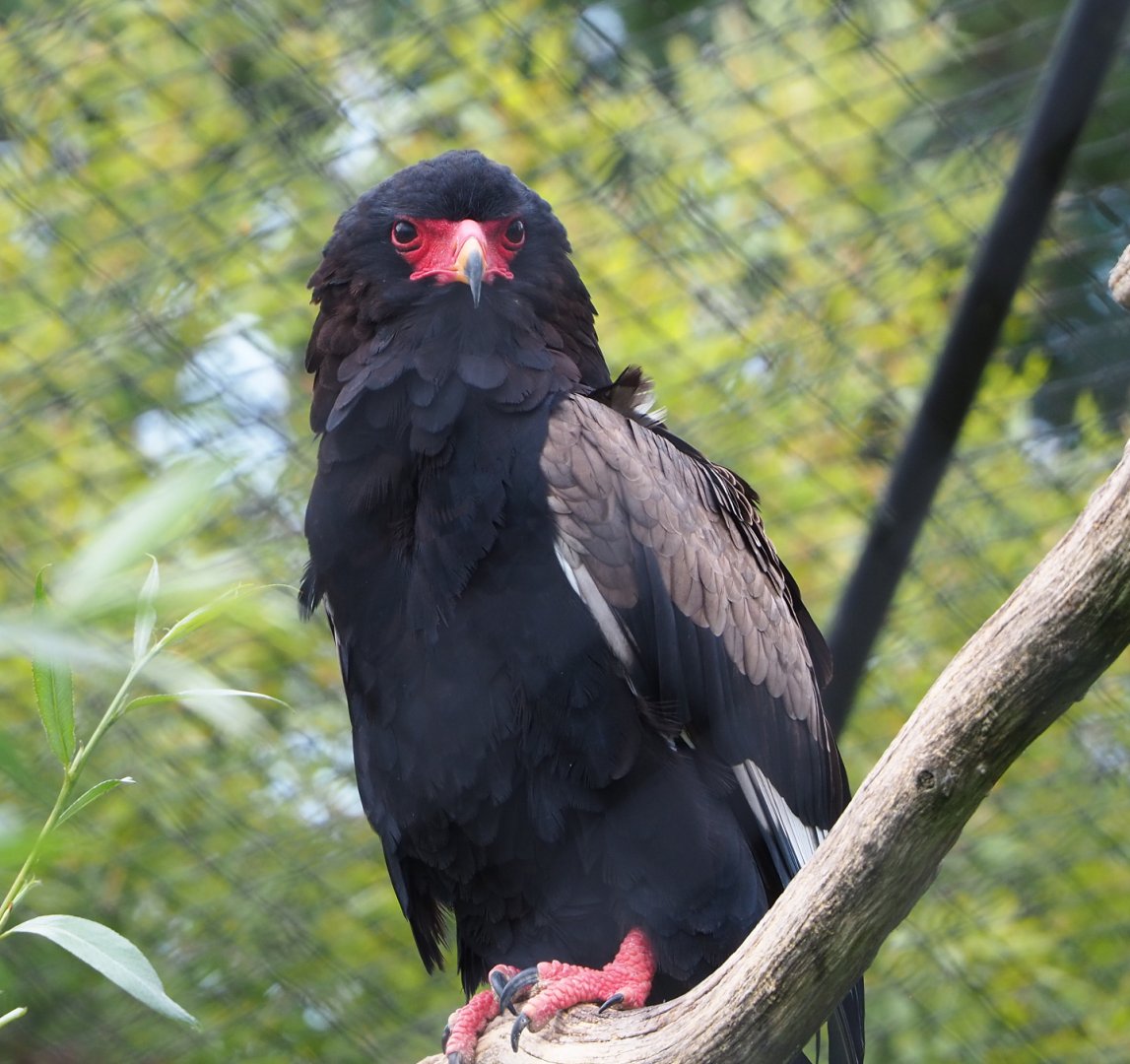 Bateleur eagle (Terathopius ecaudatus), 2022-05-17