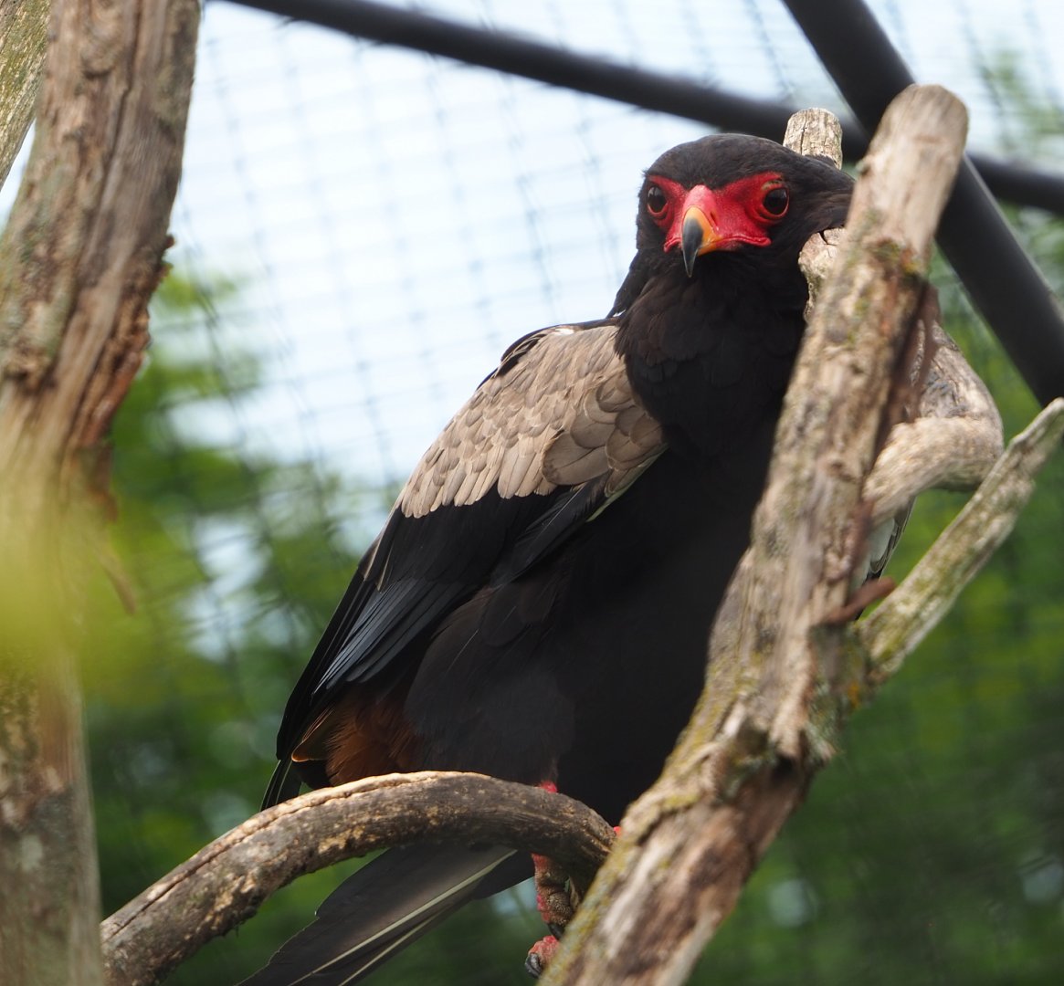 Bateleur eagle (Terathopius ecaudatus), 2022-05-17