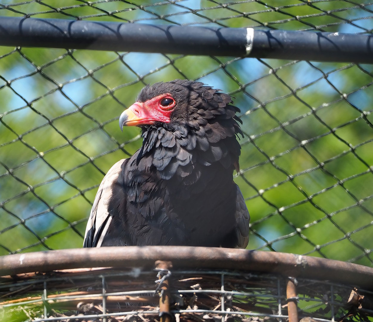 Bateleur eagle (Terathopius ecaudatus), 2023-05-31