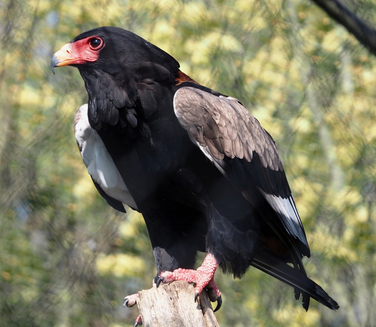 Bateleur eagle (Terathopius ecaudatus), 2025-04-12