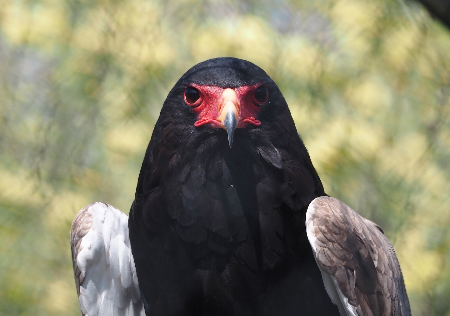 Bateleur eagle (Terathopius ecaudatus), 2025-04-12