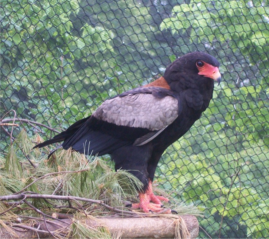 Bateleur Eagle (Terathopius ecaudatus)