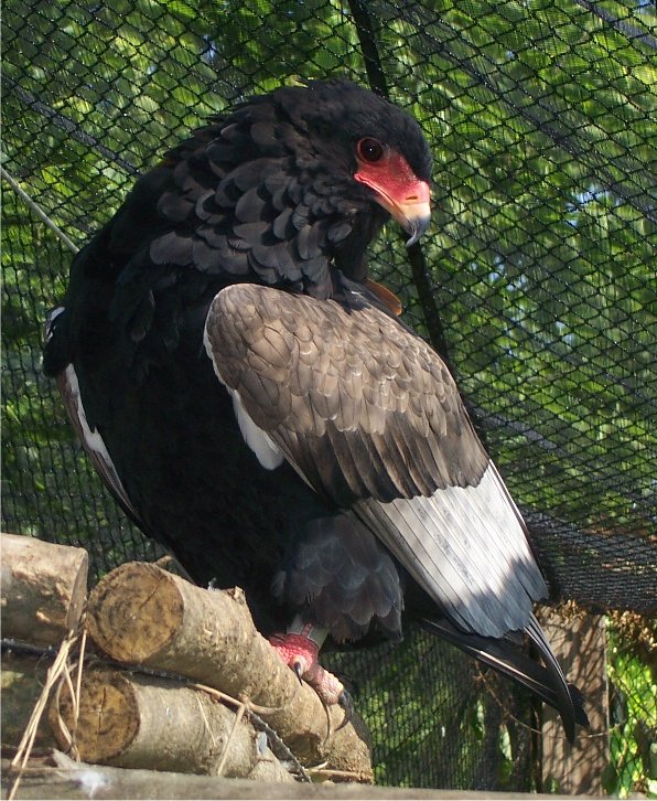 Bateleur Eagle (Terathopius ecaudatus)
