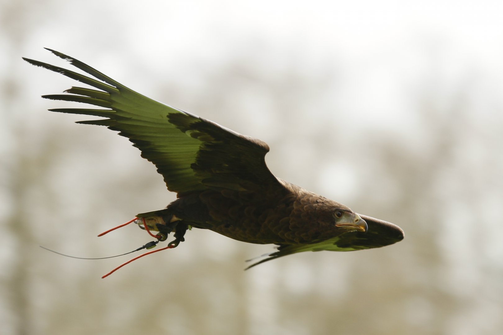 Bateleur eagle (Terathopius ecaudatus)