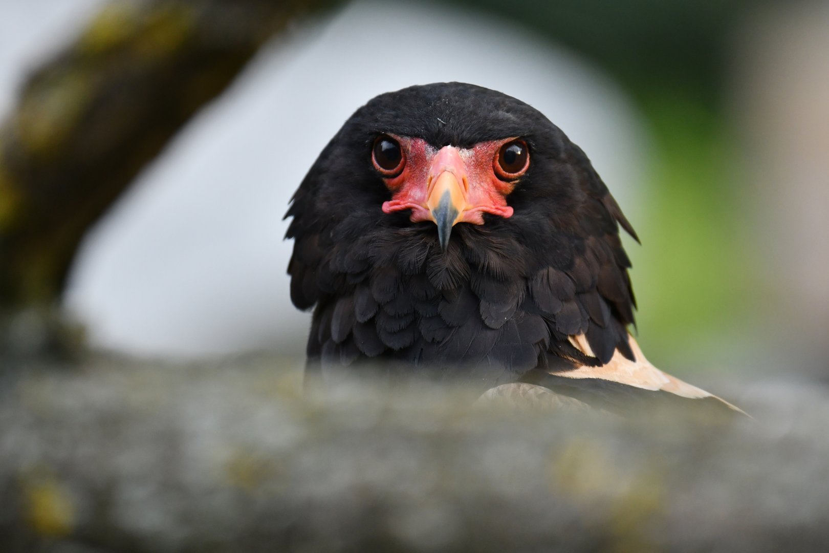 Bateleur eagle (Terathopius ecaudatus)