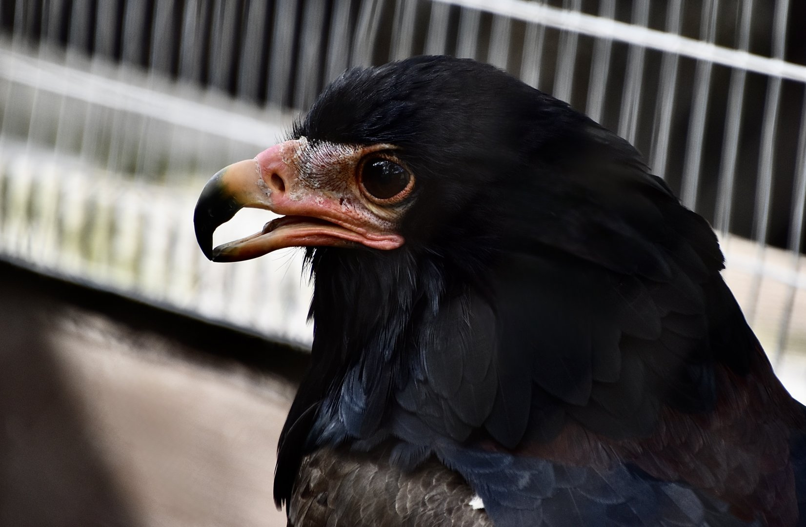 Bateleur Eagle (Terathopius ecaudatus)