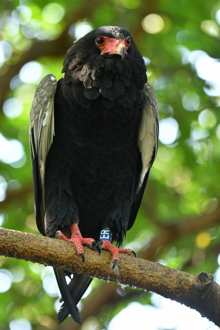 Bateleur eagle Theratopis caudatus