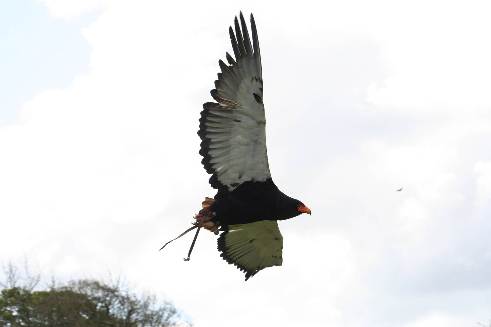 Bateleur Eagle @ Yorkshire Dales Falconry; 03.05.09