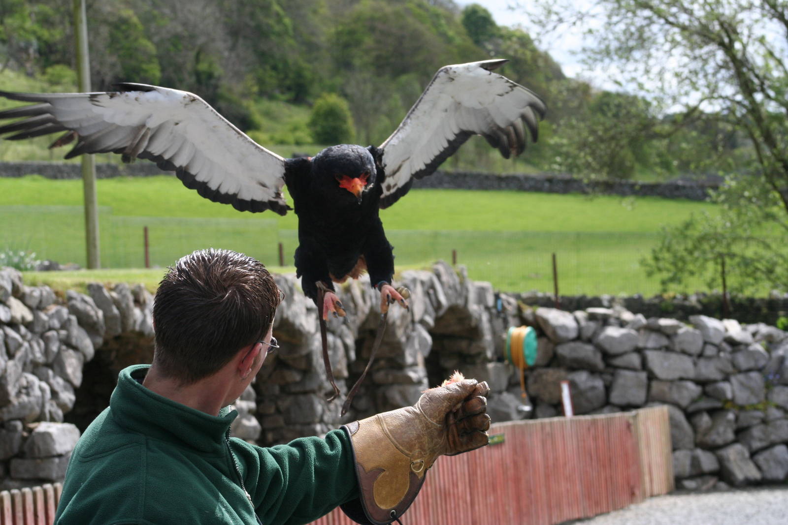 Bateleur Eagle @ Yorkshire Dales Falconry; 03.05.09
