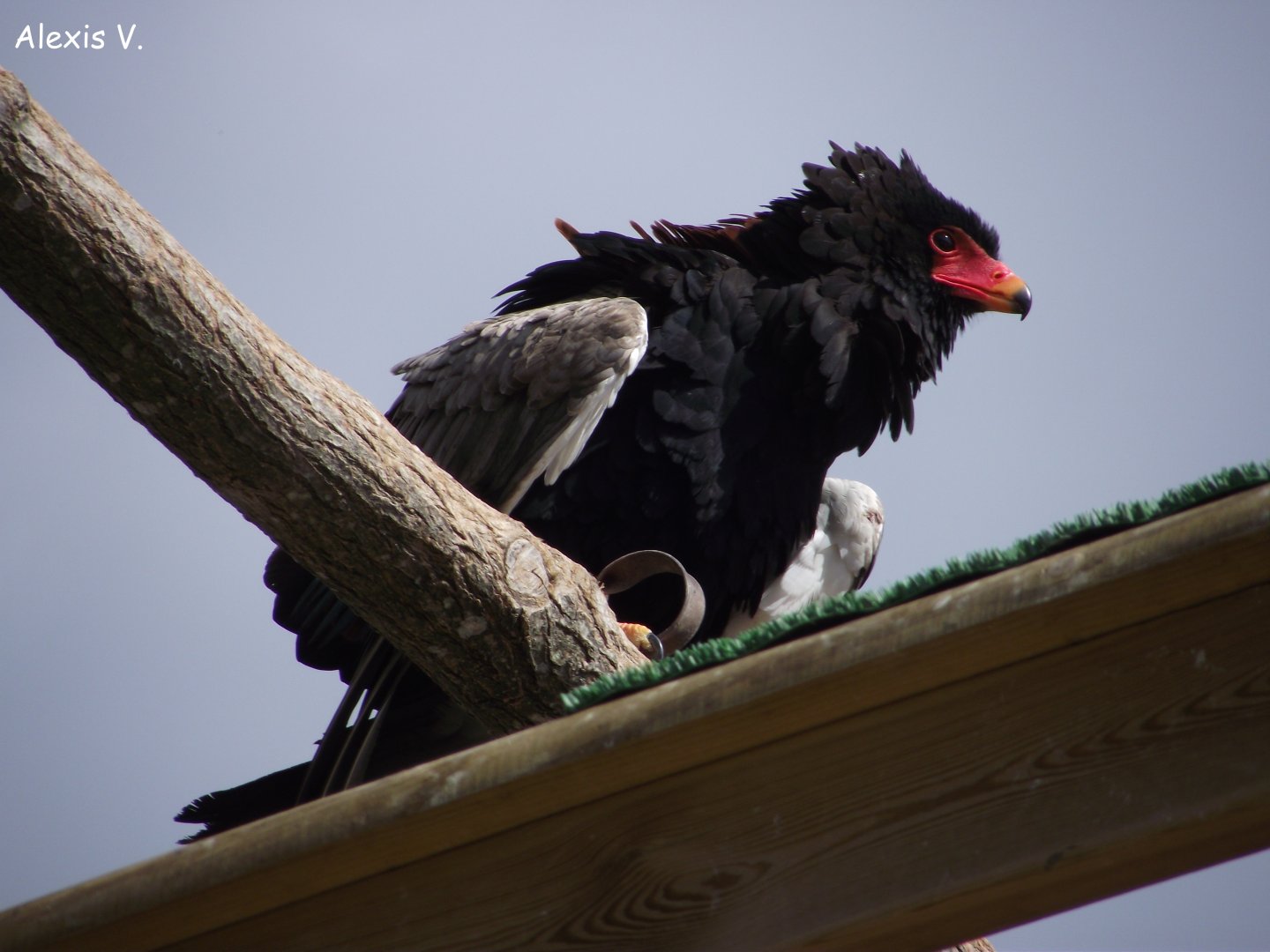 Bateleur Eagle - Zooparc de Beauval - 09/2014