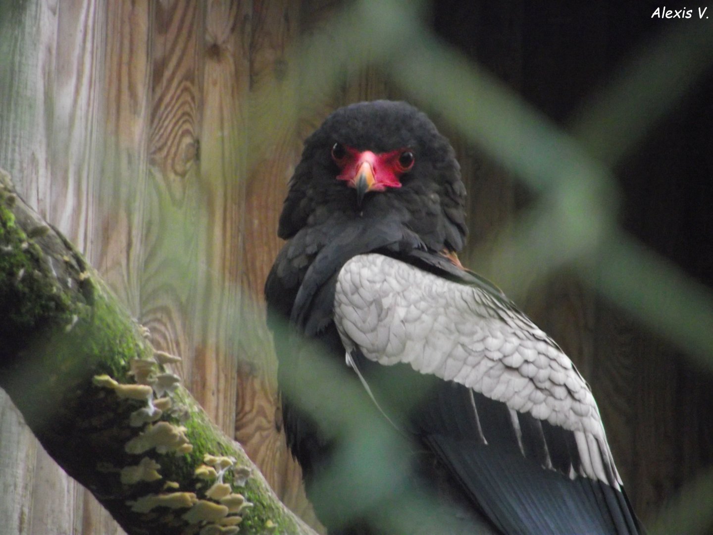 Bateleur Eagle - Zooparc de Beauval - 12/01/2025