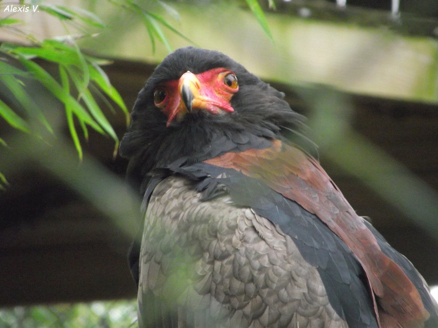 Bateleur Eagle - Zooparc de Beauval - 12/04/2025