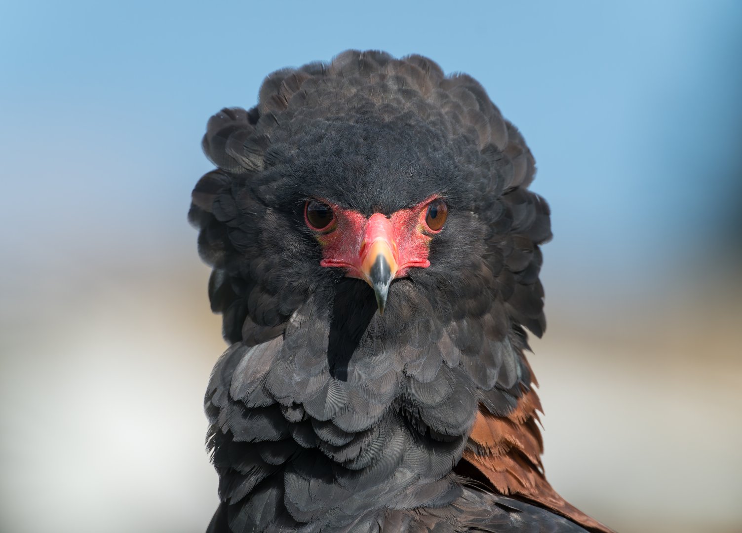 Bateleur Eagle, ZSL Whipsnade, UK