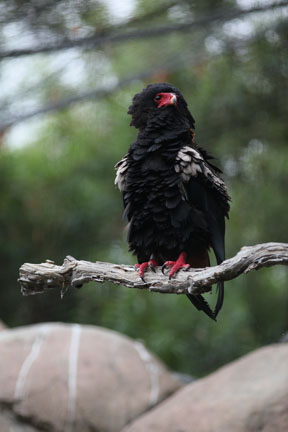 Bateleur Eagle