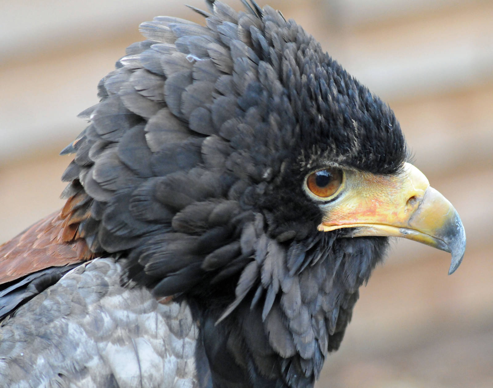 BATELEUR EAGLE