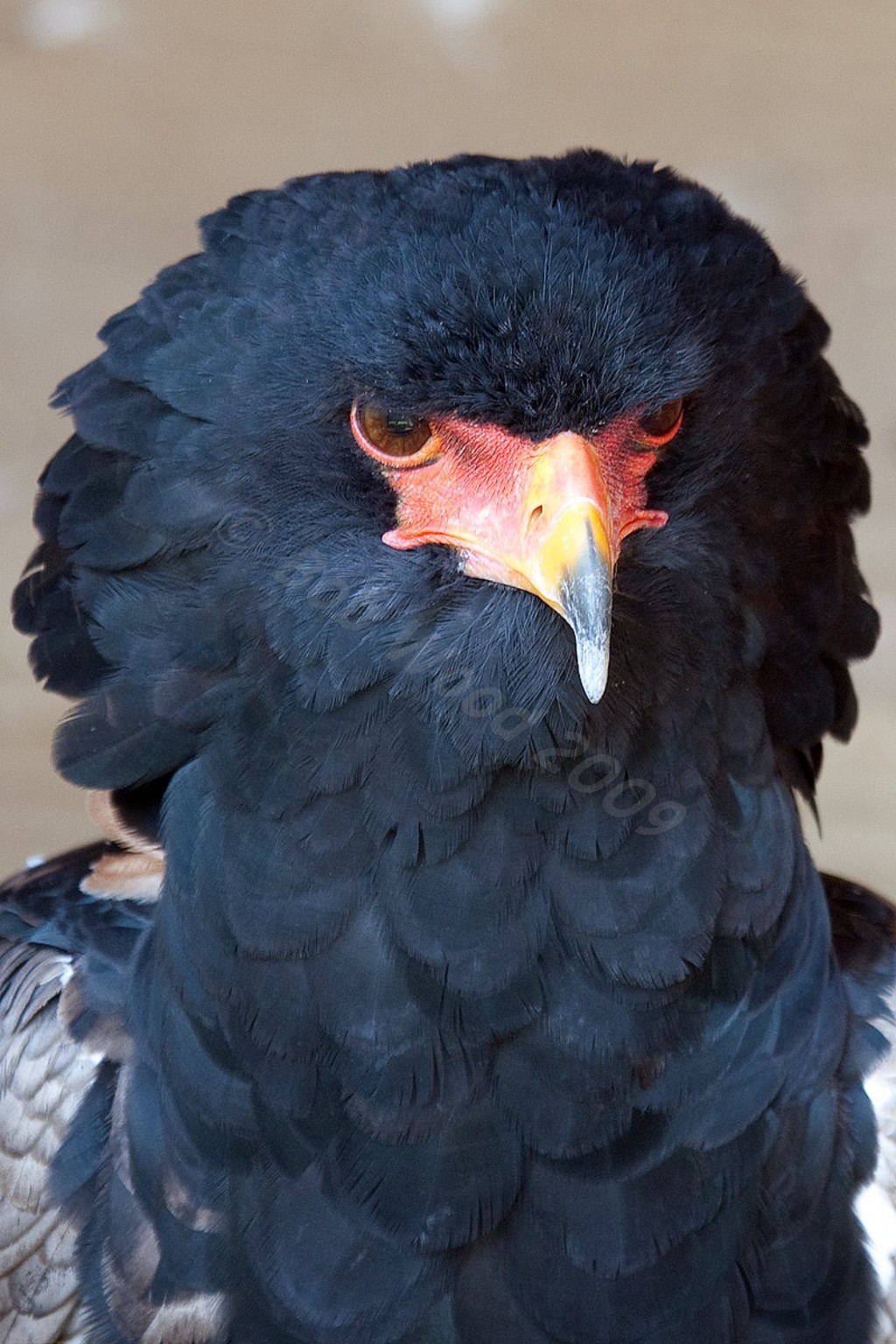 Bateleur Eagle