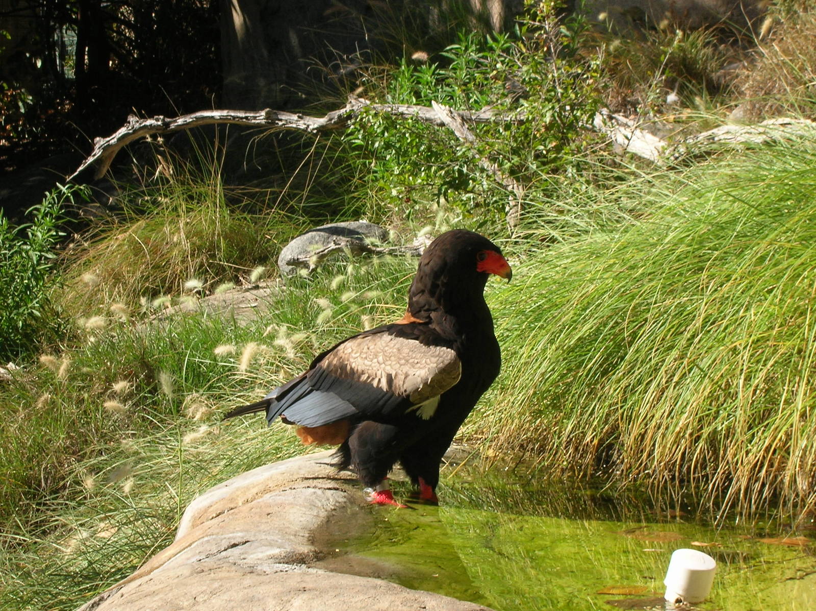 Bateleur Eagle