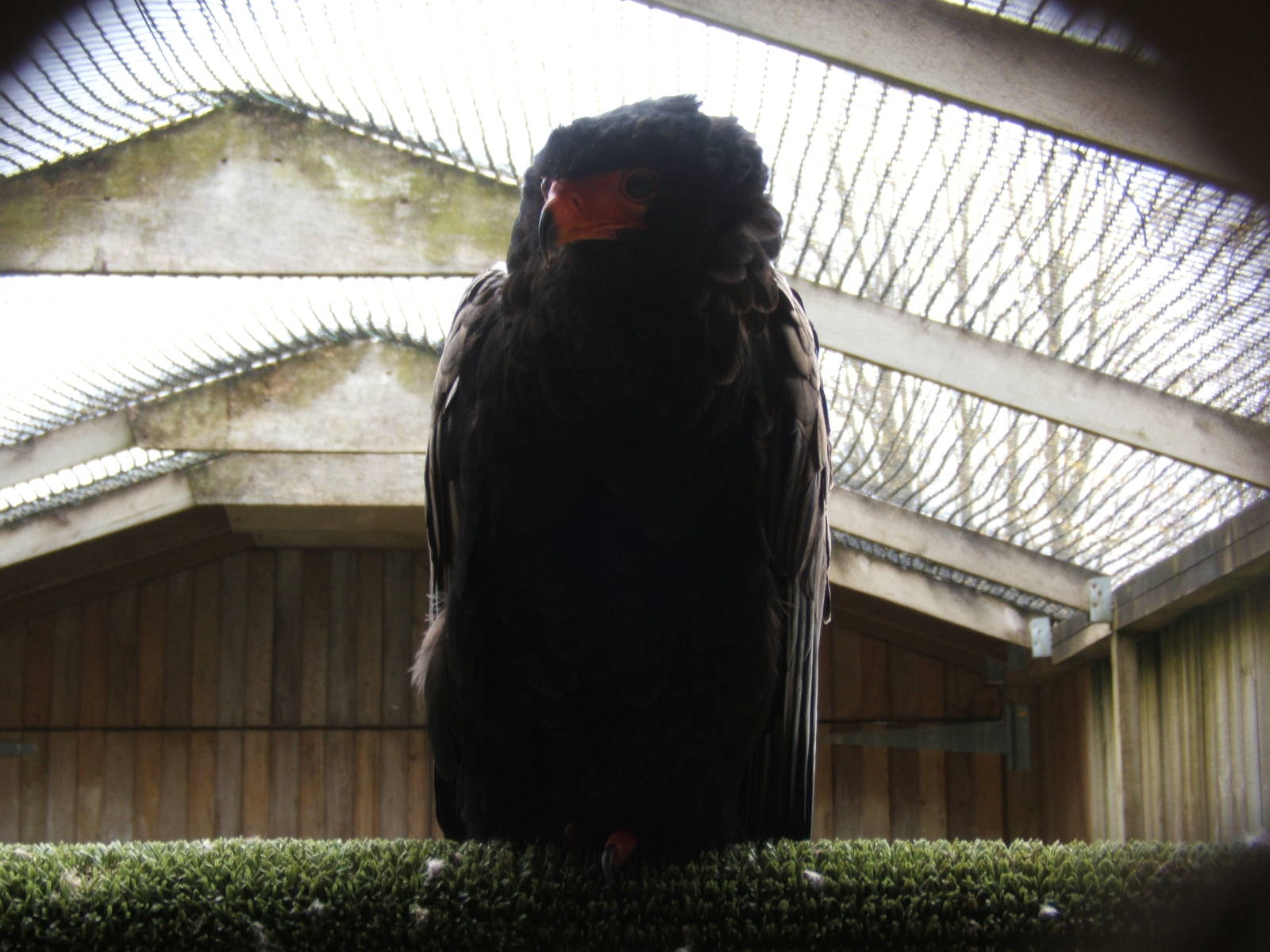 Bateleur Eagle