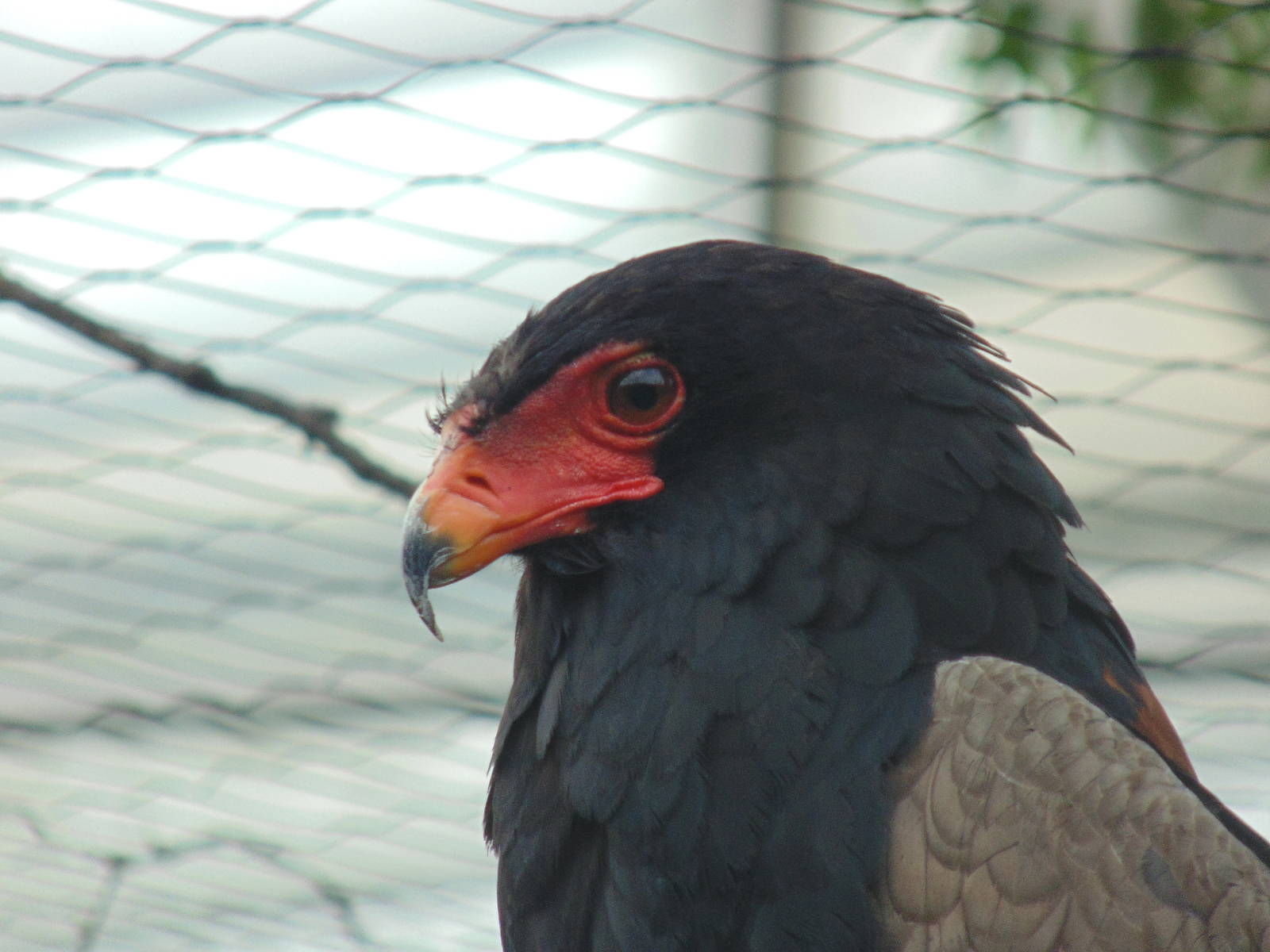 Bateleur Eagle