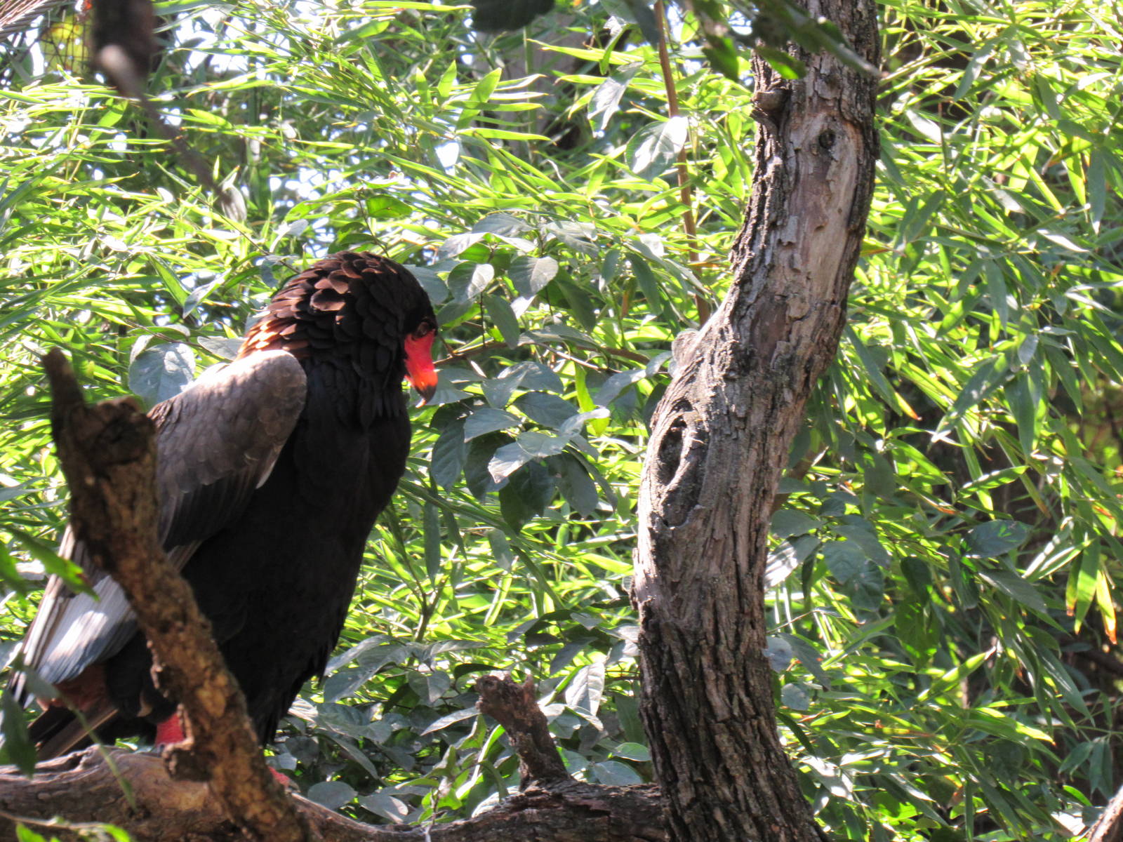 Bateleur Eagle