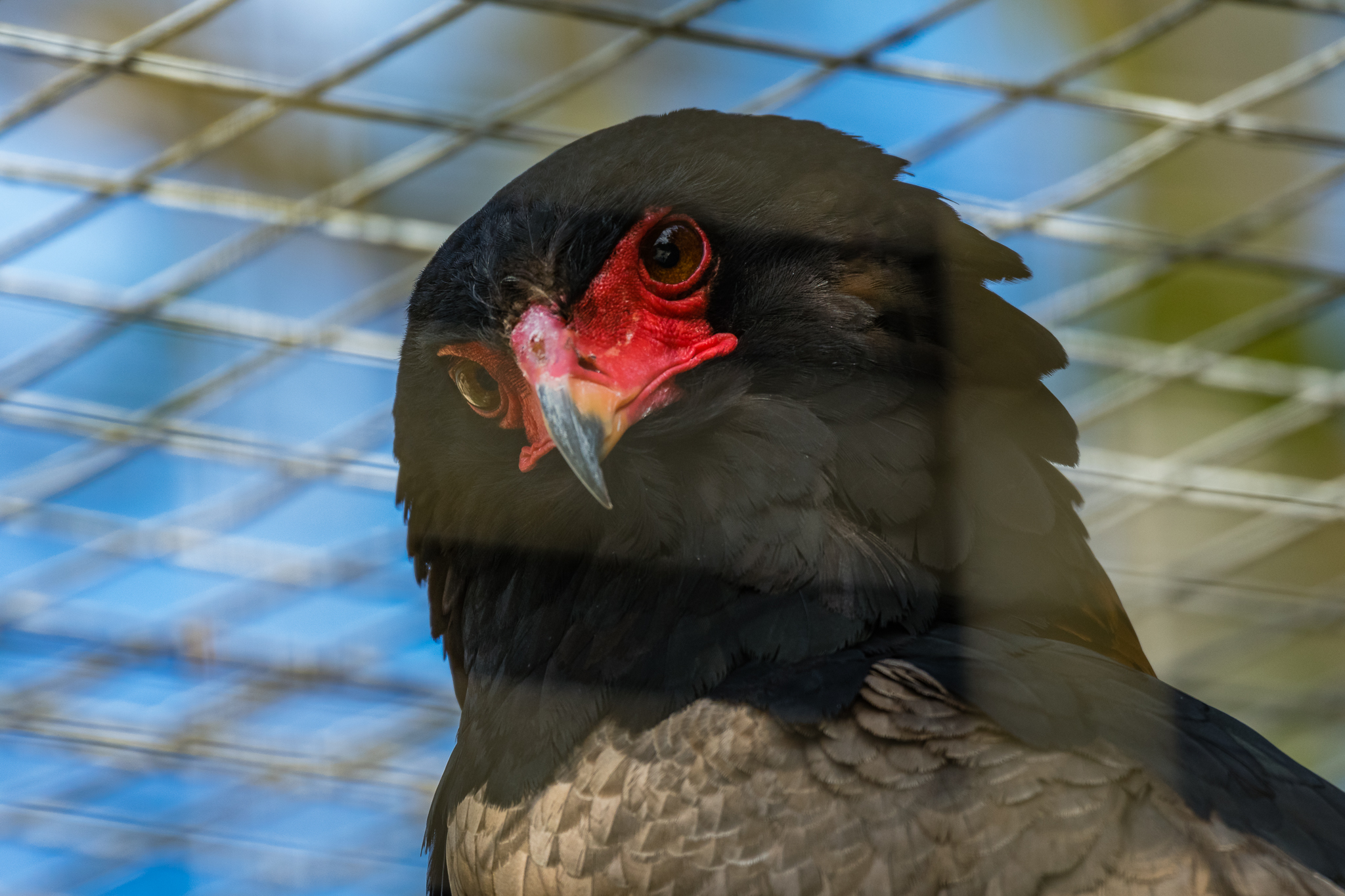 Bateleur Eagle