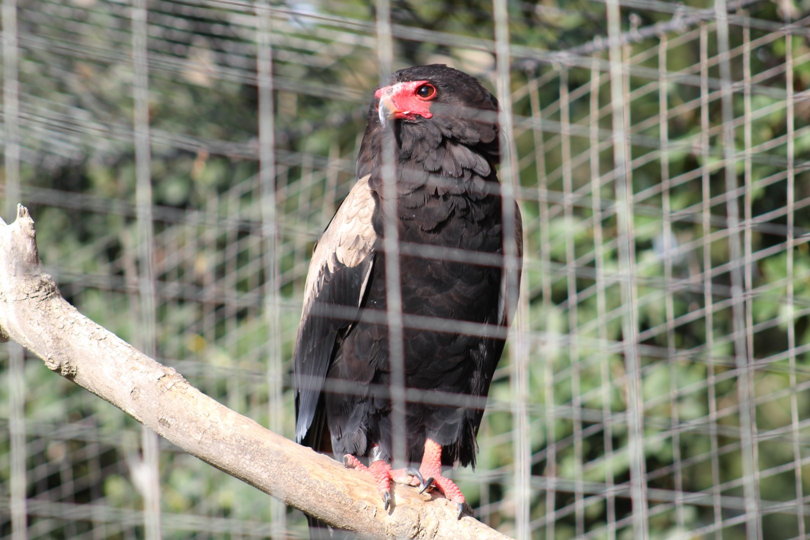 Bateleur Eagle