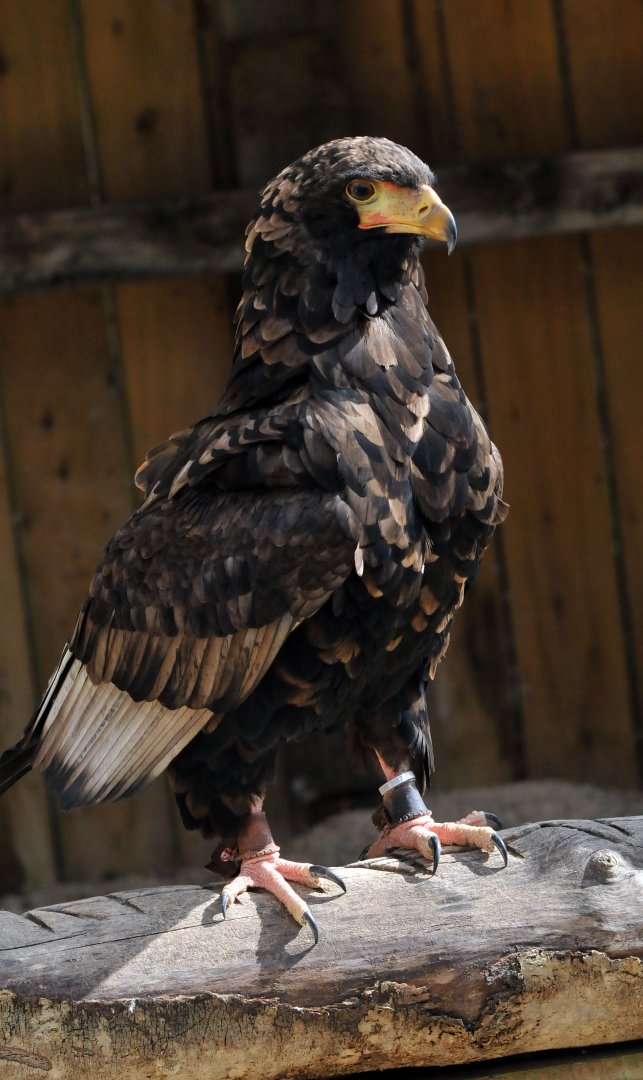 Bateleur Eagle