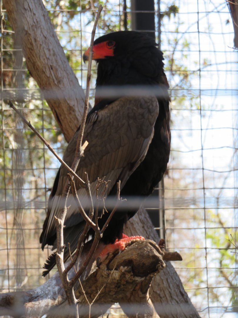 Bateleur Eagle
