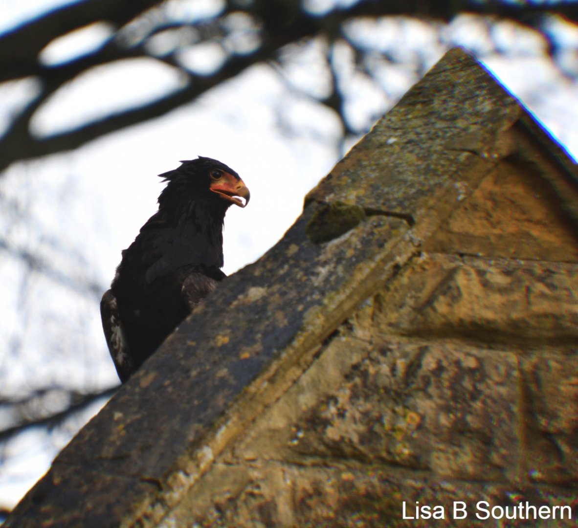 Bateleur eagle