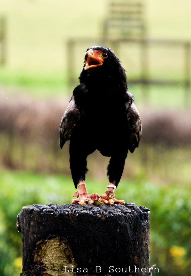 Bateleur eagle