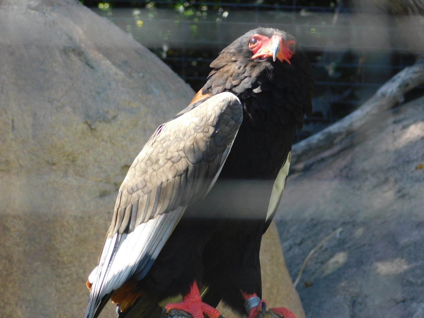 Bateleur Eagle