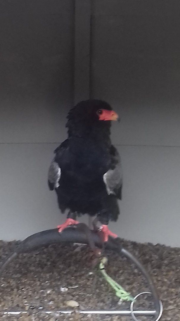 Bateleur eagle