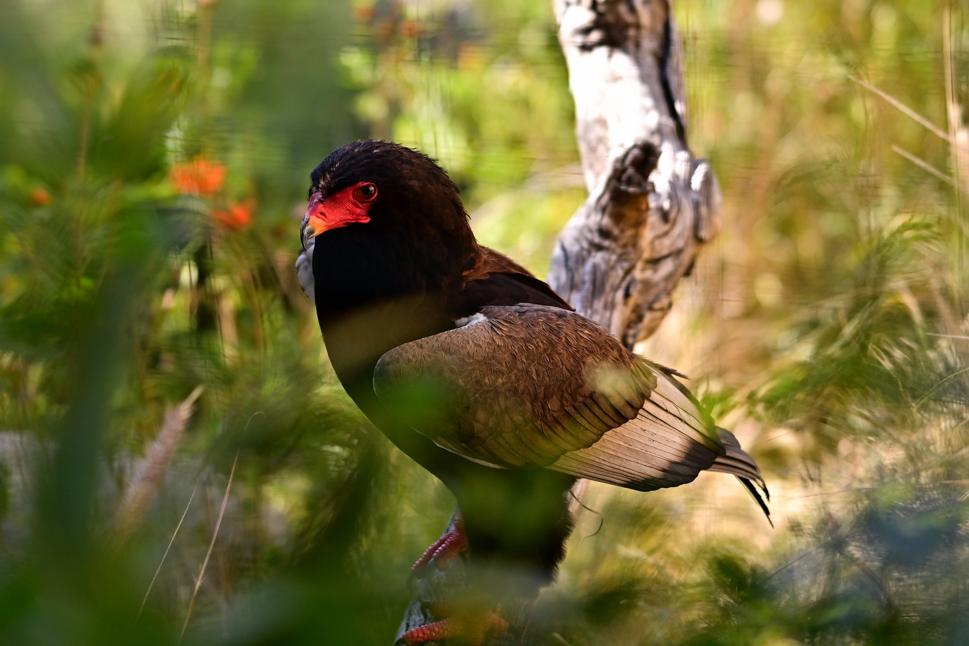 Bateleur Eagle