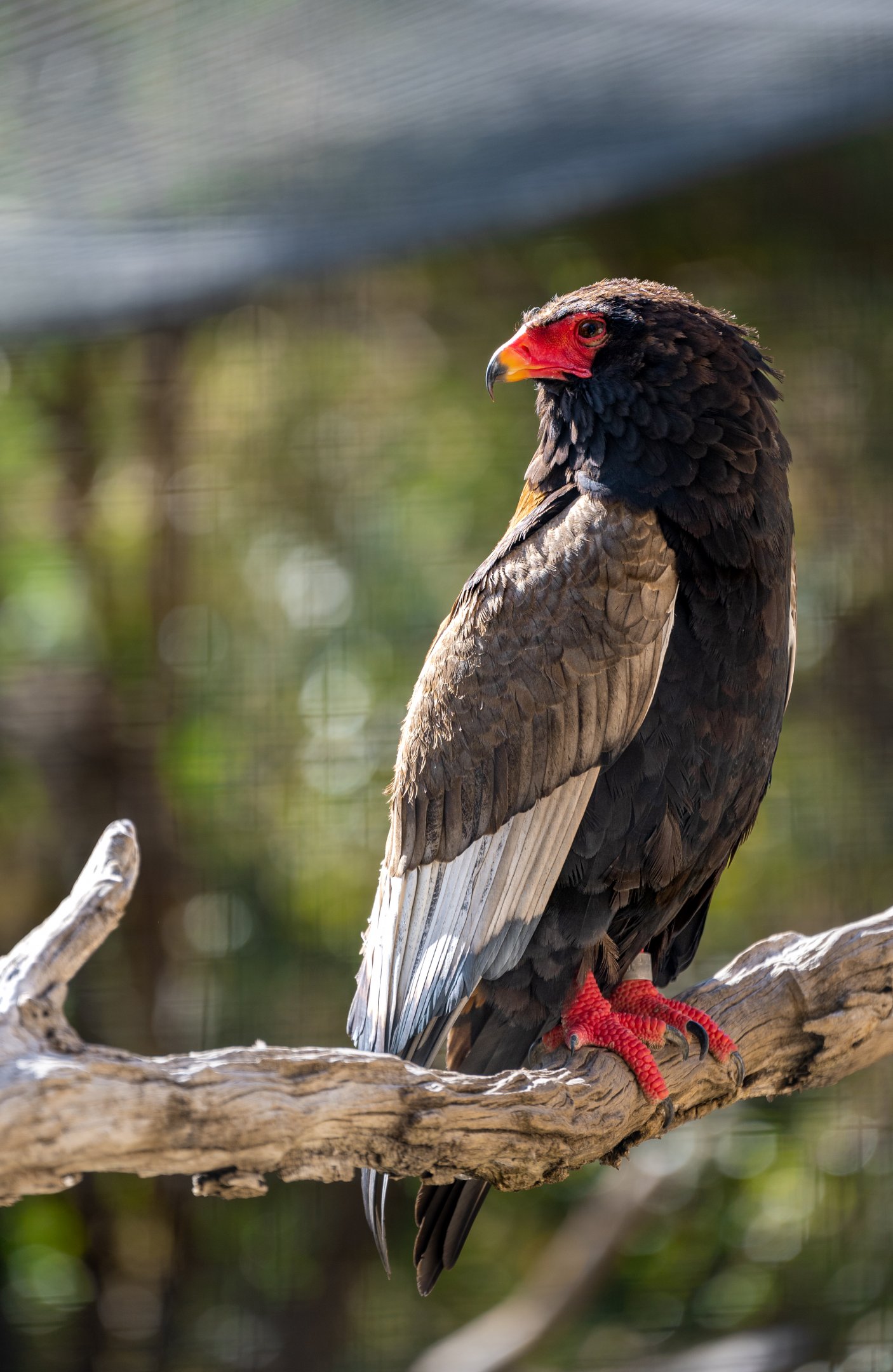 Bateleur Eagle