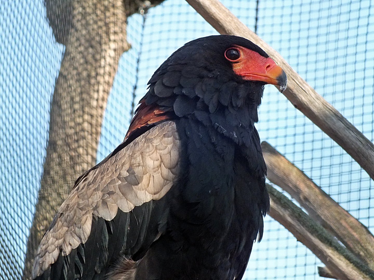 Bateleur eagle