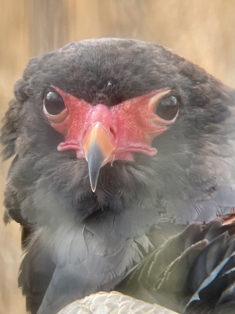 Bateleur Eagle
