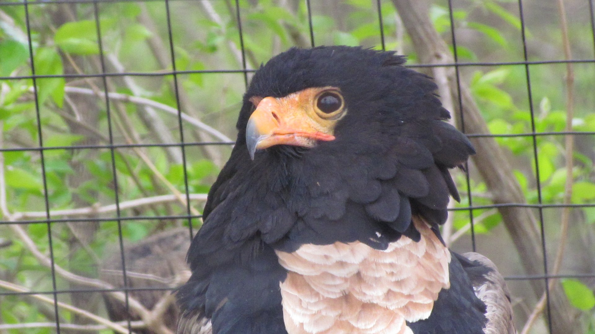 Bateleur Eagle
